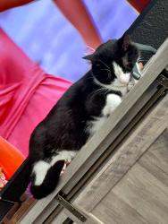 Lost Male Cat last seen Seen walking a path that crosses over to Chicago Way, Placid Lakes, FL 33852