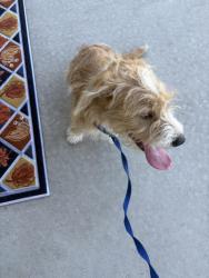 Found/Stray Female Dog last seen Airport rd and Drummond drive, Wilson, NC 27893