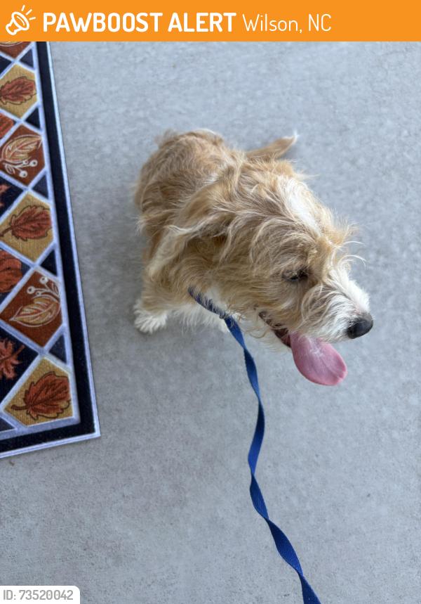 Found/Stray Female Dog last seen Airport rd and Drummond drive, Wilson, NC 27893