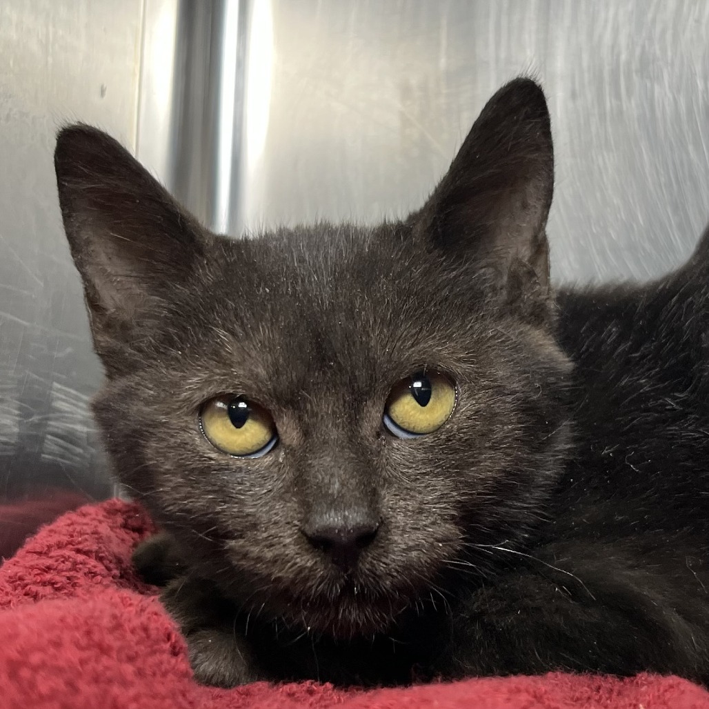 Shelter Stray Male Cat last seen , 4575 E Mesquite Ave, Palm Springs, CA 92264, USA