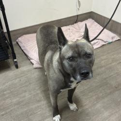 Shelter Stray Female Dog last seen , 361 S Raymond Ave, Pasadena, CA 91105, USA