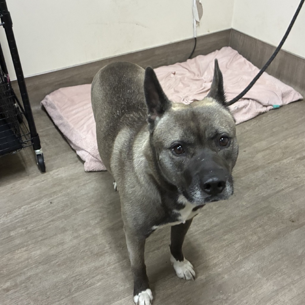 Shelter Stray Female Dog last seen , 361 S Raymond Ave, Pasadena, CA 91105, USA