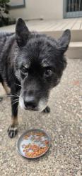 Found/Stray Unknown Dog last seen E McKinley and Gibbs, Pomona, CA 91767