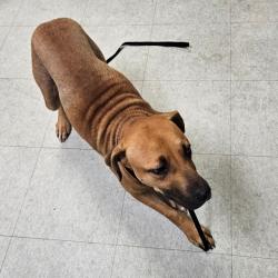 Shelter Stray Female Dog last seen , Animal Care & Control Team of Philly, 111 W Hunting Park Ave, Philadelphia, PA 19140, USA