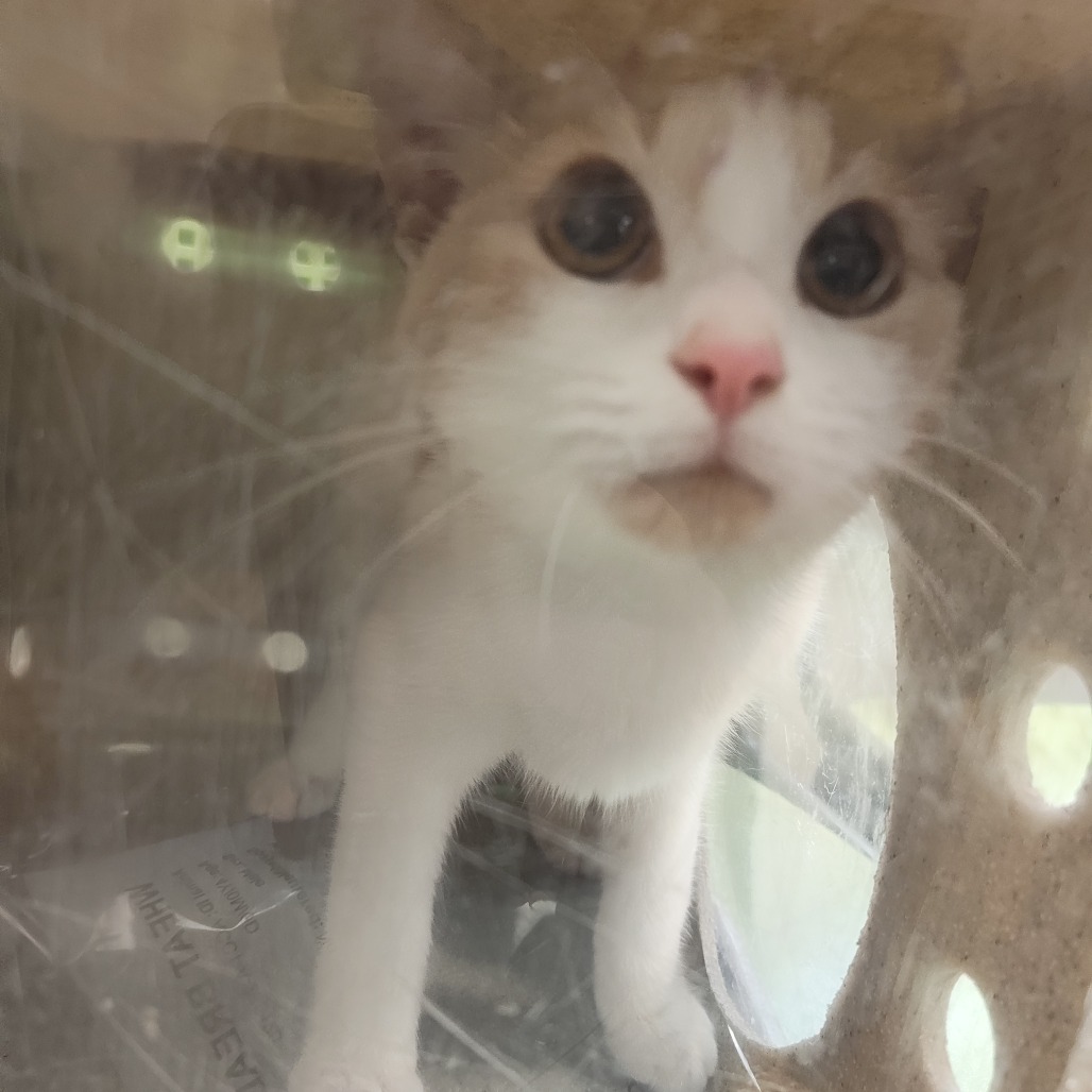 Shelter Stray Male Cat last seen , Animal Care & Control Team of Philly, 111 W Hunting Park Ave, Philadelphia, PA 19140, USA