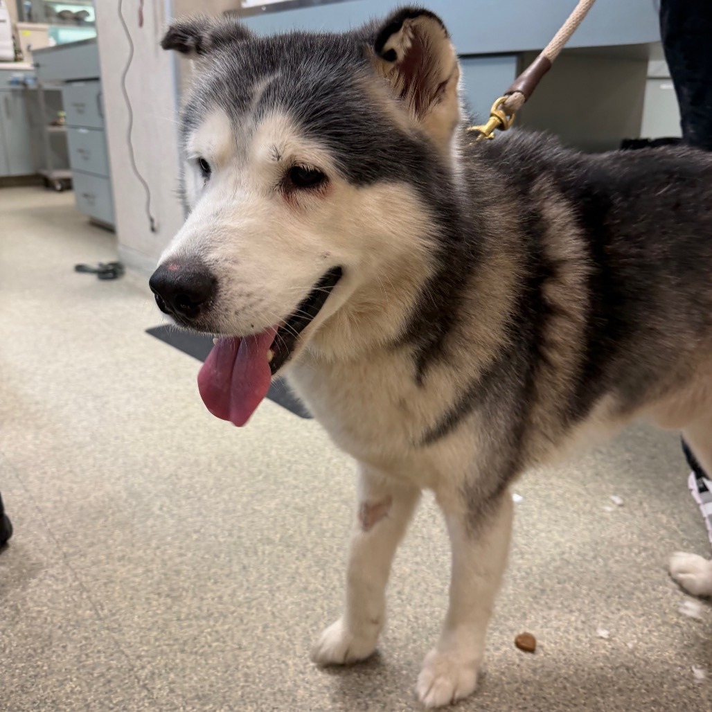 Shelter Stray Male Dog last seen , 8464 Beach Blvd, Jacksonville, FL 32216, USA