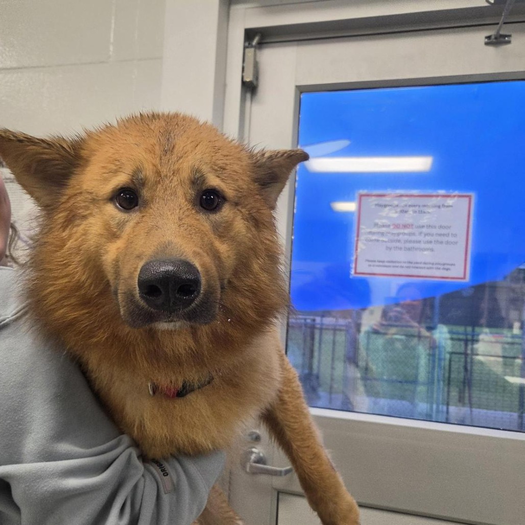 Shelter Stray Male Dog last seen , 244 Georgetown Rd, Jacksonville, NC 28540, USA
