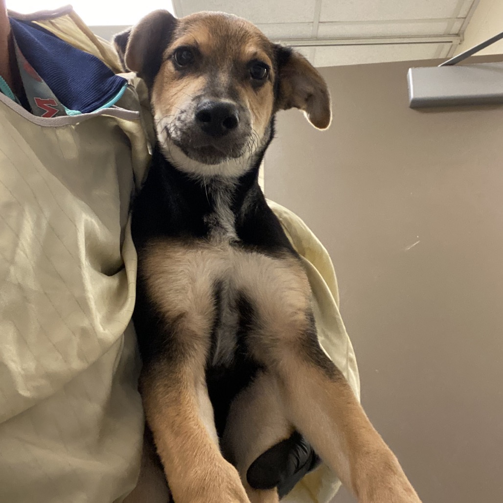 Shelter Stray Male Dog last seen , 2350 Appling City Cove, Memphis, TN 38133, USA