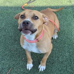Shelter Stray Female Dog last seen , 2350 Appling City Cove, Memphis, TN 38133, USA