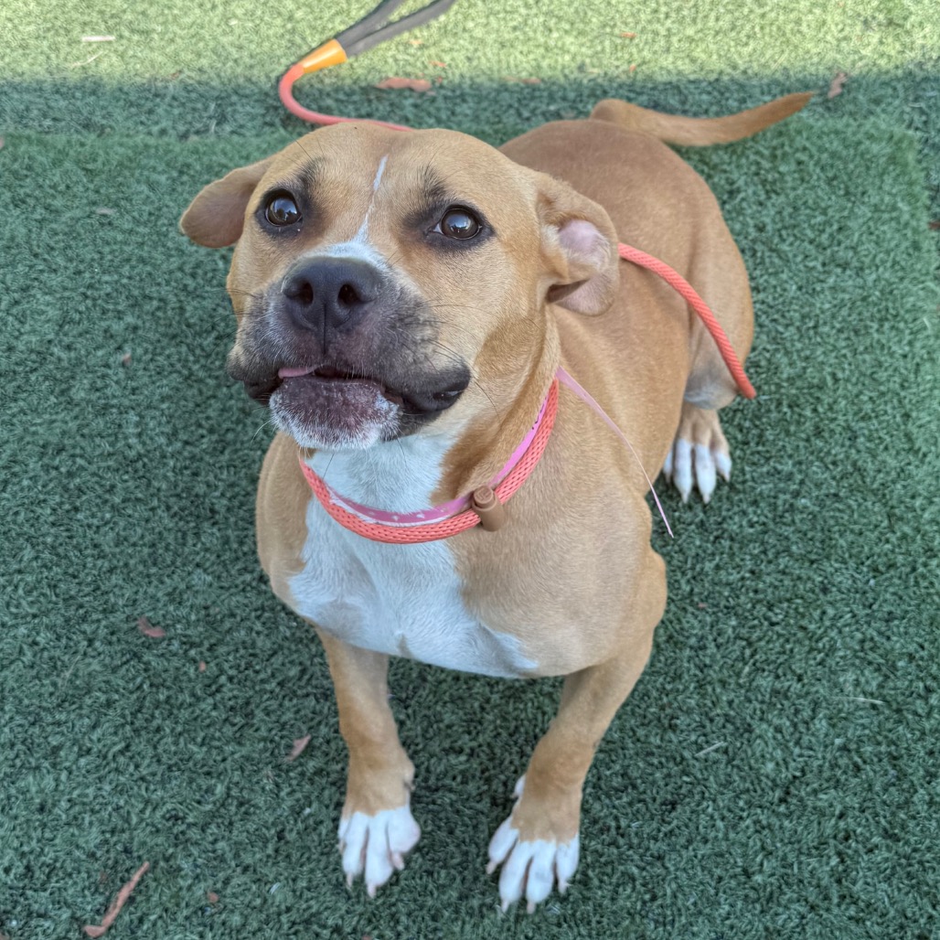 Shelter Stray Female Dog last seen , 2350 Appling City Cove, Memphis, TN 38133, USA