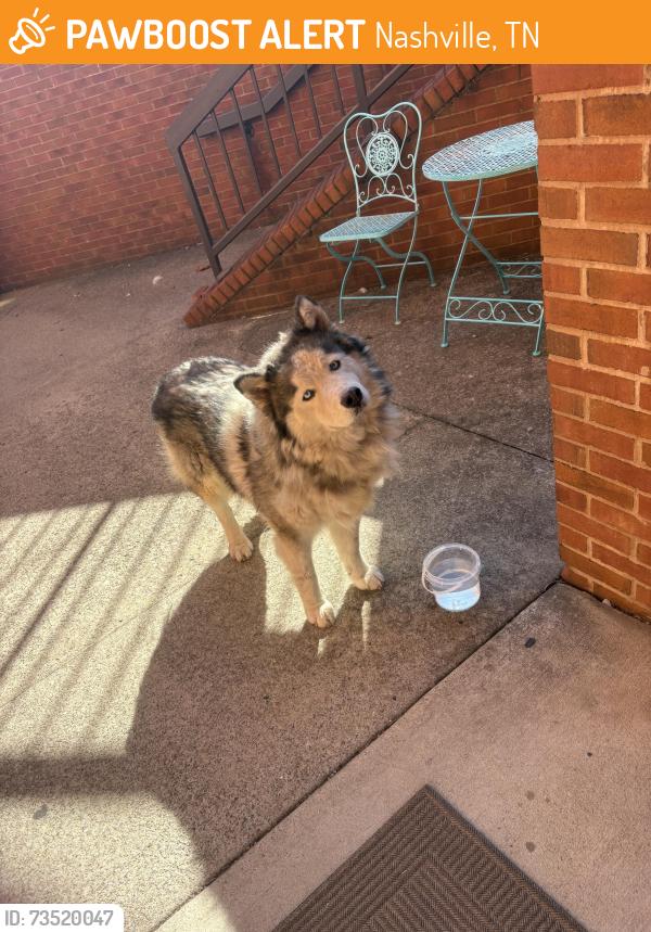 Found/Stray Unknown Dog last seen Nolensville and Strasser Avenue, Nashville, TN 37211