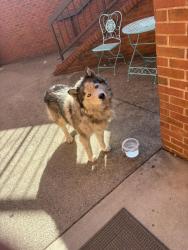 Found/Stray Unknown Dog last seen Nolensville and Strasser Avenue, Nashville, TN 37211