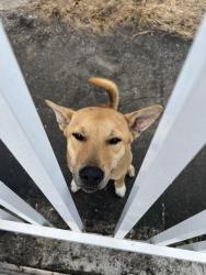 Found/Stray Male Dog last seen Near 49th street hses, Brownsville, FL 33142