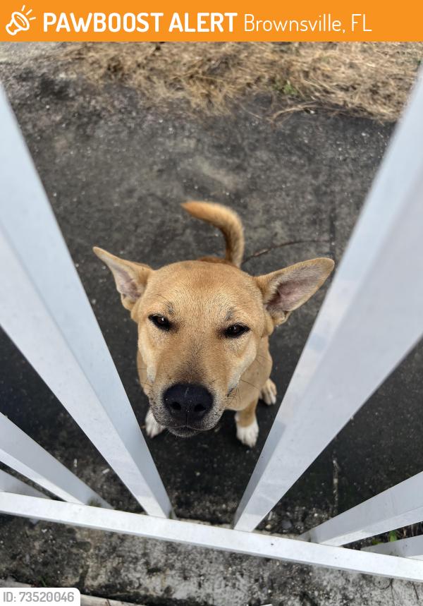 Found/Stray Male Dog last seen Near 49th street hses, Brownsville, FL 33142
