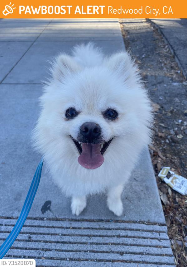 Found/Stray Male Dog last seen Poplar av, Redwood City, CA 94062