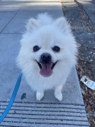 Found/Stray Male Dog last seen Poplar av, Redwood City, CA 94062