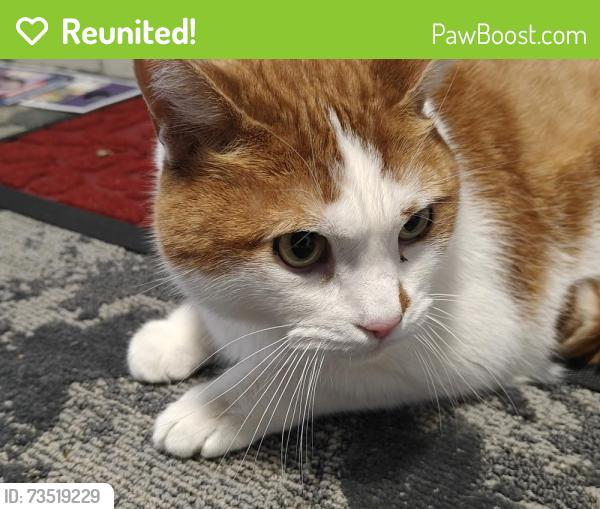 Reunited Unknown Cat last seen Four Seasons apmts East Providence, 02914, East Providence, RI 02914
