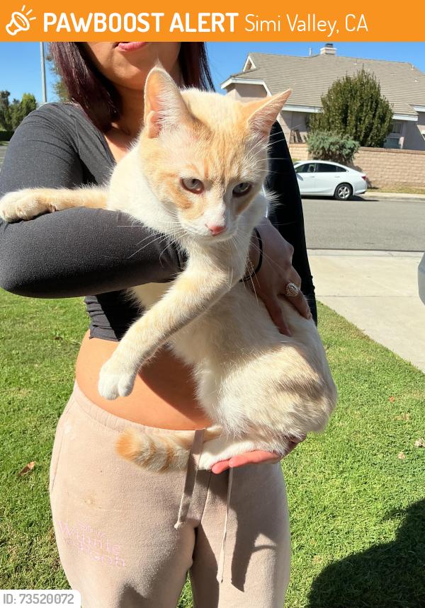 Found/Stray Unknown Cat last seen Fitzgerald and Borden, Simi Valley, CA 93065
