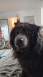 Reunited Male Dog last seen 47th street, San Diego, CA 92102