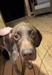 Reunited Male Dog last seen County road 689 and county road 659, Cleburne County, AL 36273