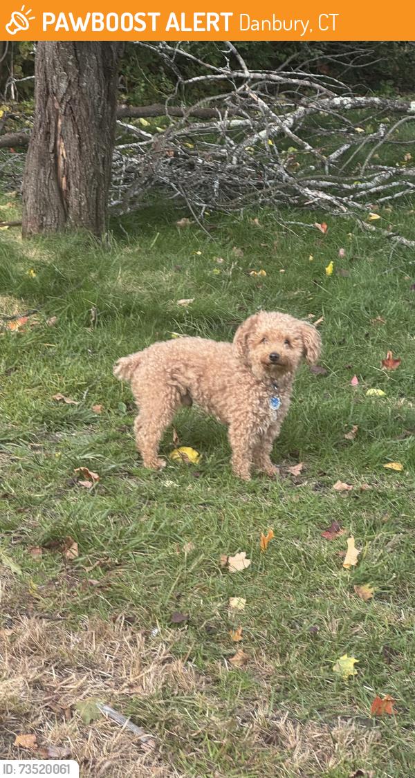 Found/Stray Unknown Dog last seen Peace st, lake avenue, Danbury, CT 06810