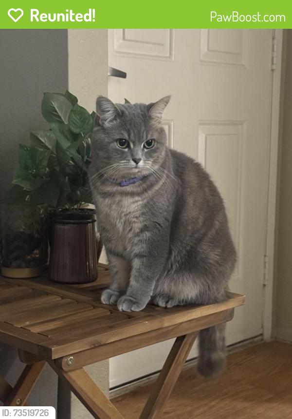 Reunited Female Cat last seen Toscana apt, Chula Vista, CA 91910