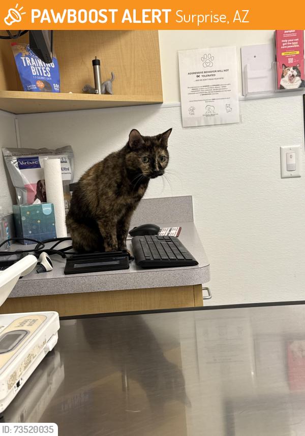 Found/Stray Female Cat last seen Dysart and Thunderbird, Surprise, AZ 85374