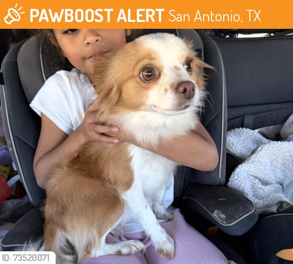 Found/Stray Female Dog last seen Masterson and Fern Crossing, San Antonio, TX 78252