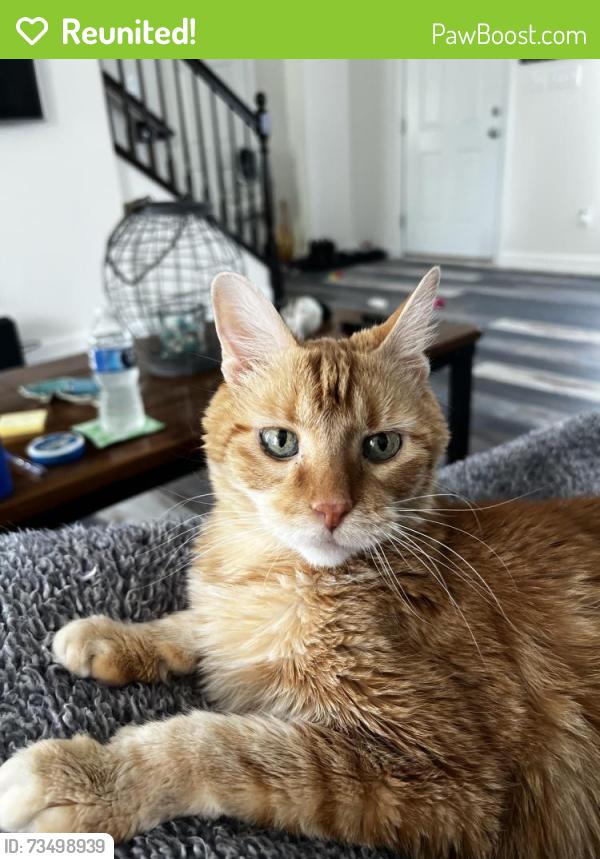 Reunited Male Cat last seen Timber Valley Trail, Rock Township, MO 63026, USA, Rock Township, MO 63026