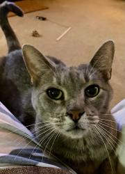 Lost Male Cat last seen Near Peach Drive Little Elm Texas 75068, Little Elm, TX 75068