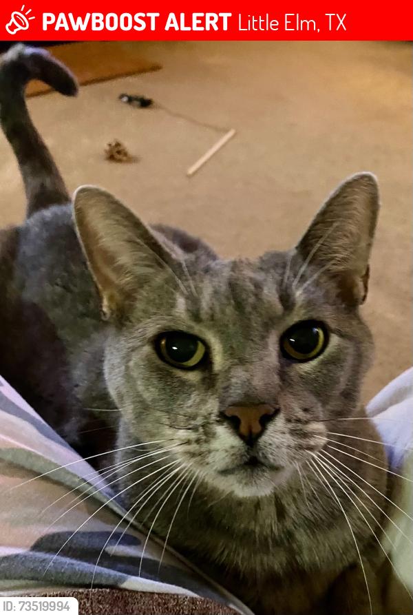 Lost Male Cat last seen Near Peach Drive Little Elm Texas 75068, Little Elm, TX 75068