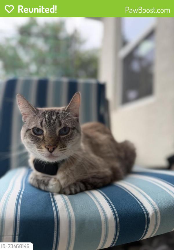 Reunited Female Cat last seen Symmes Rd & 301, Riverview, FL 33578