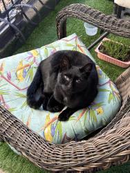 Reunited Male Cat last seen Steel Street and South boulder Road, Louisville, CO 80027