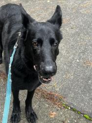 Reunited Male Dog last seen Spencer’s gate dr Youngsville NC, Youngsville, NC 27596