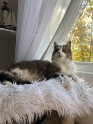 Reunited Unknown Cat last seen Metro grocery store, Rosemère, QC J7A 1K3