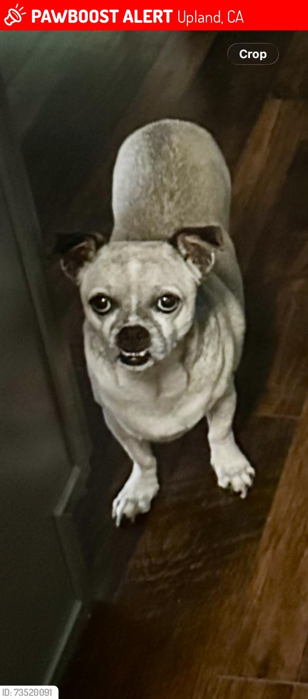 Lost Male Dog last seen N Euclid Ave and Vista, Upland, CA 91784