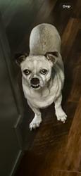 Lost Male Dog last seen N Euclid Ave and Vista, Upland, CA 91784