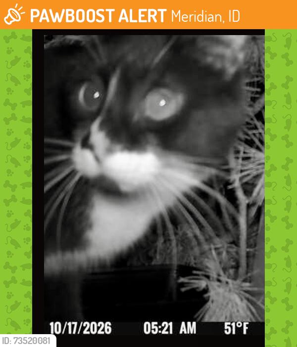 Found/Stray Unknown Cat last seen Ten Mile Rd & Ustick, Meridian, ID 83646, Meridian, ID 83646