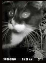 Found/Stray Unknown Cat last seen Ten Mile Rd & Ustick, Meridian, ID 83646, Meridian, ID 83646