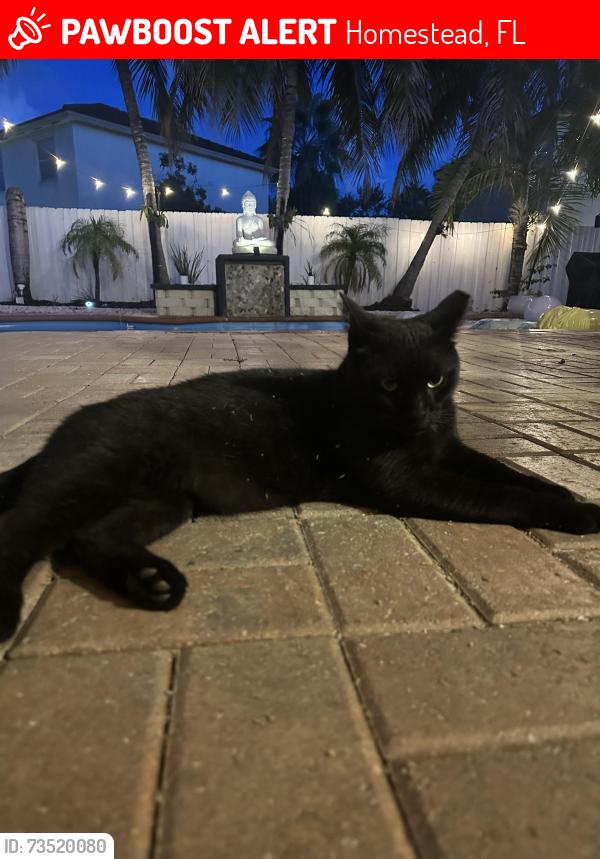 Lost Male Cat last seen Stonebrook in Waterstone, Homestead, FL 33033