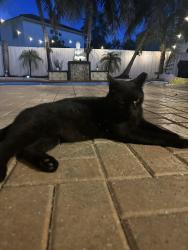 Lost Male Cat last seen Stonebrook in Waterstone, Homestead, FL 33033