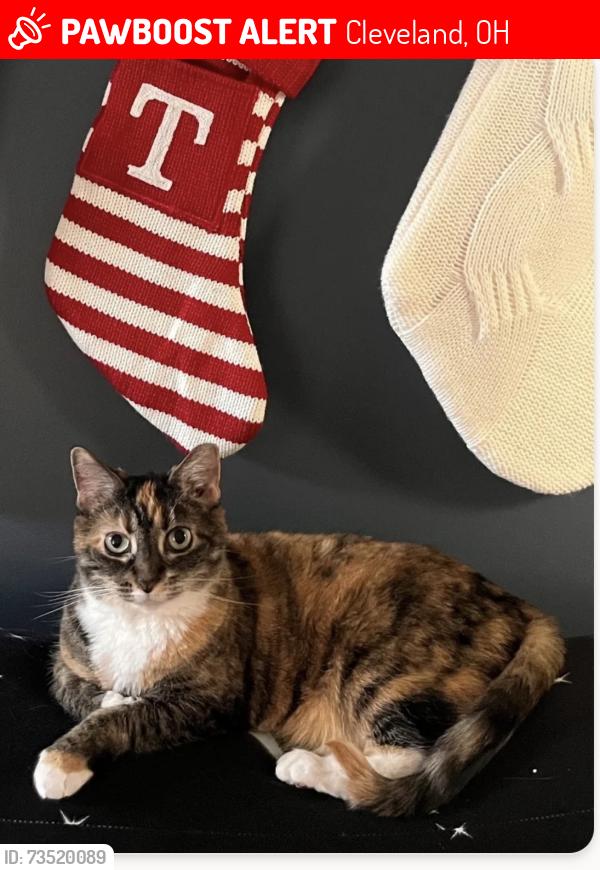 Lost Female Cat last seen Puritas Avenue, Cleveland, OH 44135