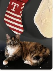 Lost Female Cat last seen Puritas Avenue, Cleveland, OH 44135