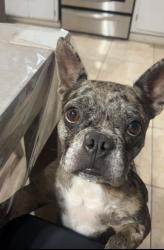 Reunited Female Dog last seen Stanford St, Hemet, Ca, Usa, East Hemet, CA 92544