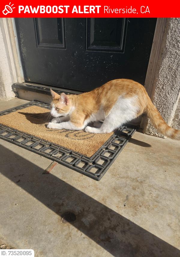 Lost Male Cat last seen Near st jurupa valley ca, Riverside, CA 92509