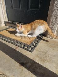 Lost Male Cat last seen Near st jurupa valley ca, Riverside, CA 92509