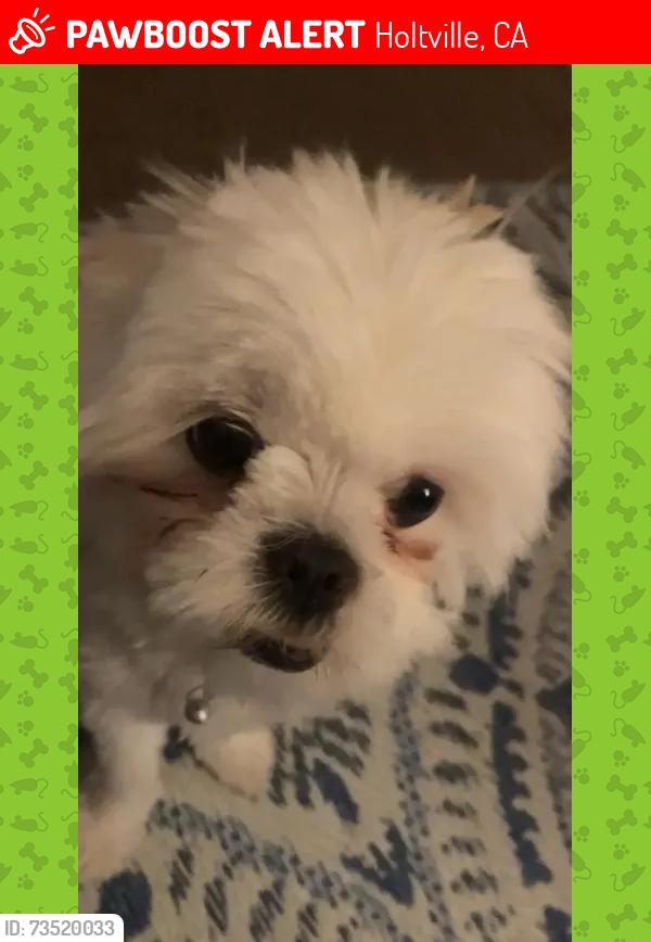 Lost Female Dog last seen Near Maple Avenue, Holtville, CA 92250
