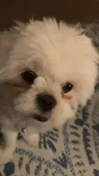 Lost Female Dog last seen Near Maple Avenue, Holtville, CA 92250