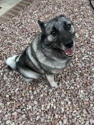 Reunited Female Dog last seen S upas st, Escondido, CA 92025