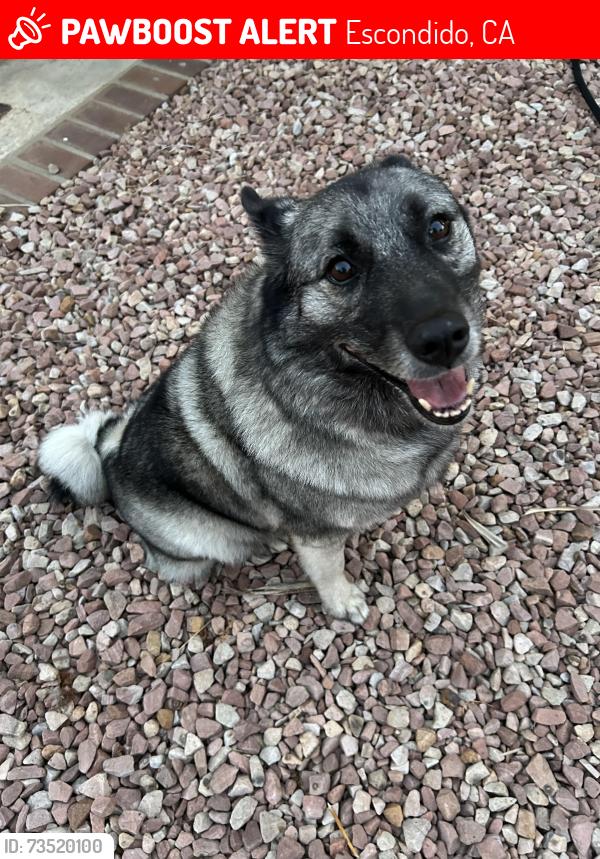 Found/Stray Female Dog last seen S upas st, Escondido, CA 92025